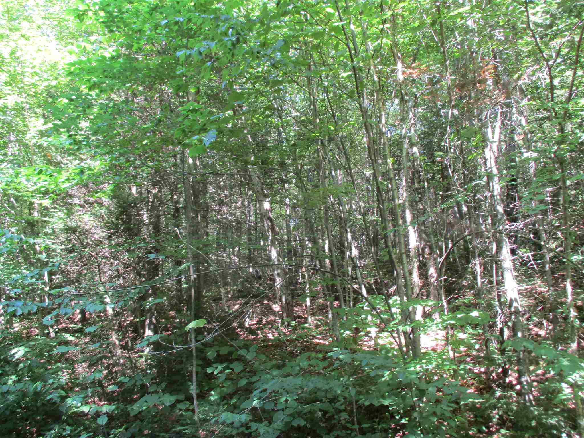 0 Mud Pond Road Braintree, VT 05060 - Photo 11 of 15