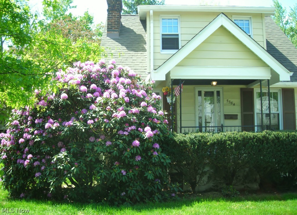 5384 Summit Road Lyndhurst, OH 44124 - Photo 30 of 30 Stunning rhododendron!