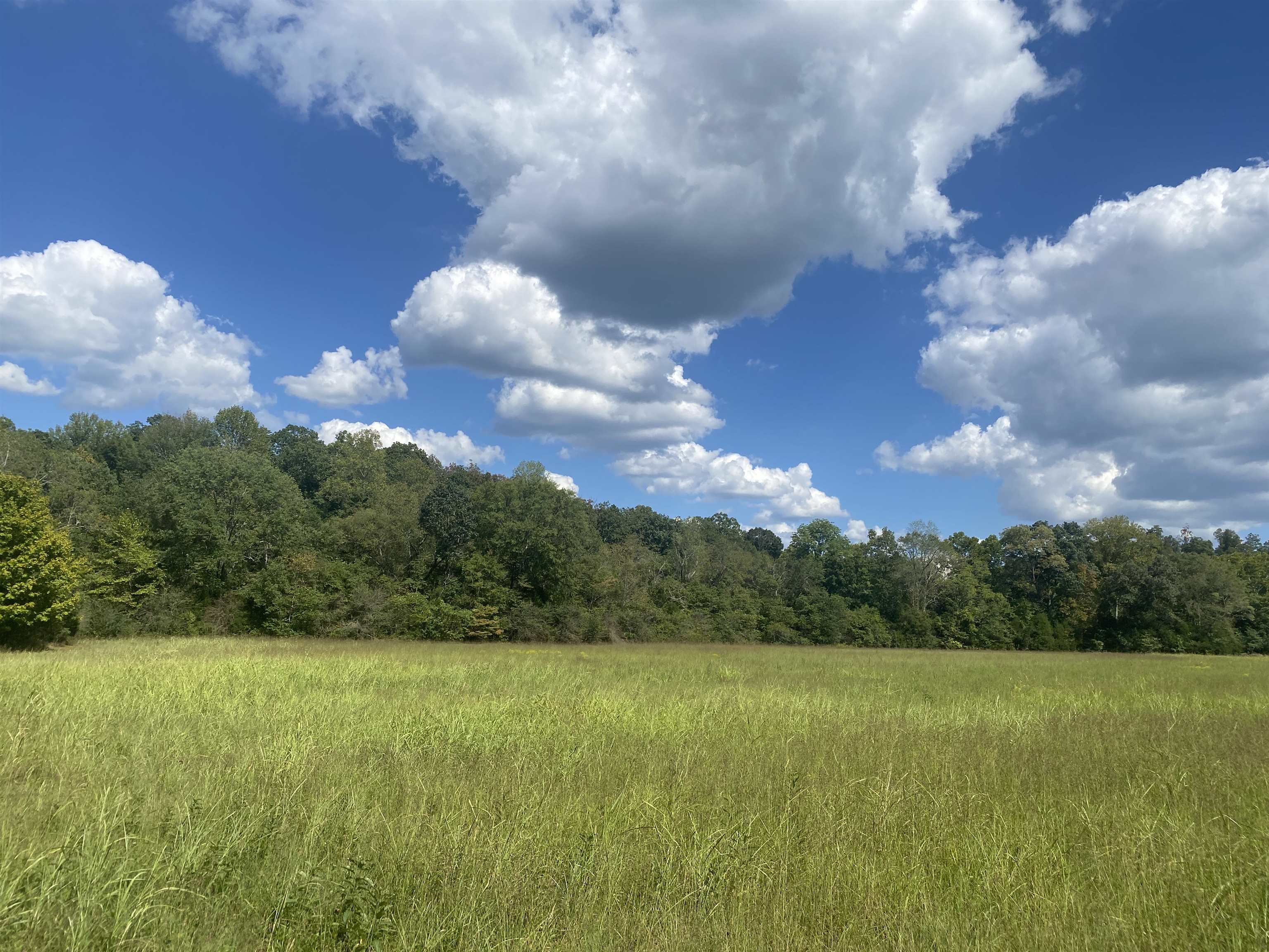 1 Simmons Branch Road Waynesboro, TN 38485 - Photo 14 of 29 a view of a big yard with a large tree