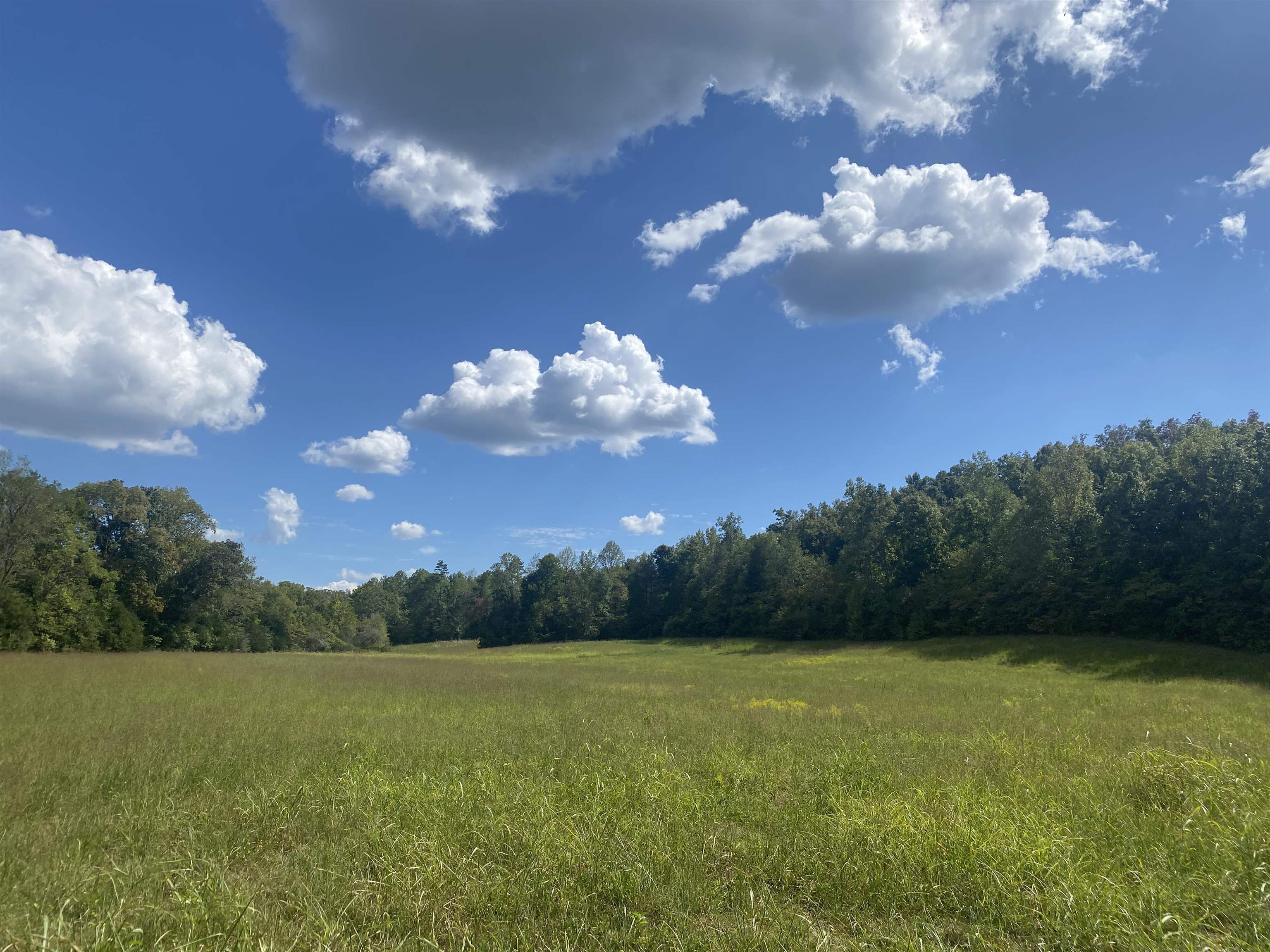 1 Simmons Branch Road Waynesboro, TN 38485 - Photo 16 of 29 a view of a big yard with a large tree
