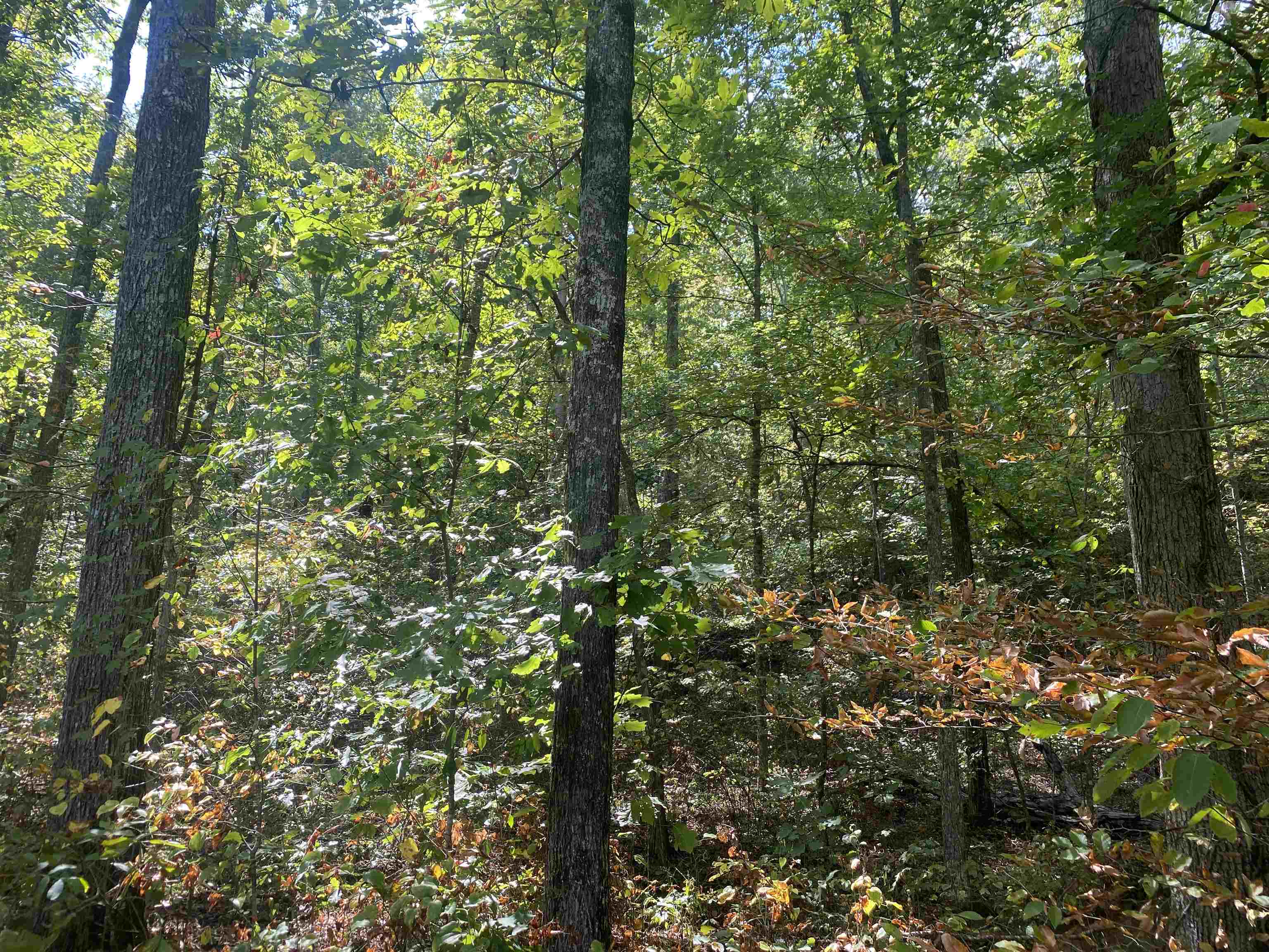 1 Simmons Branch Road Waynesboro, TN 38485 - Photo 18 of 29 a view of a forest