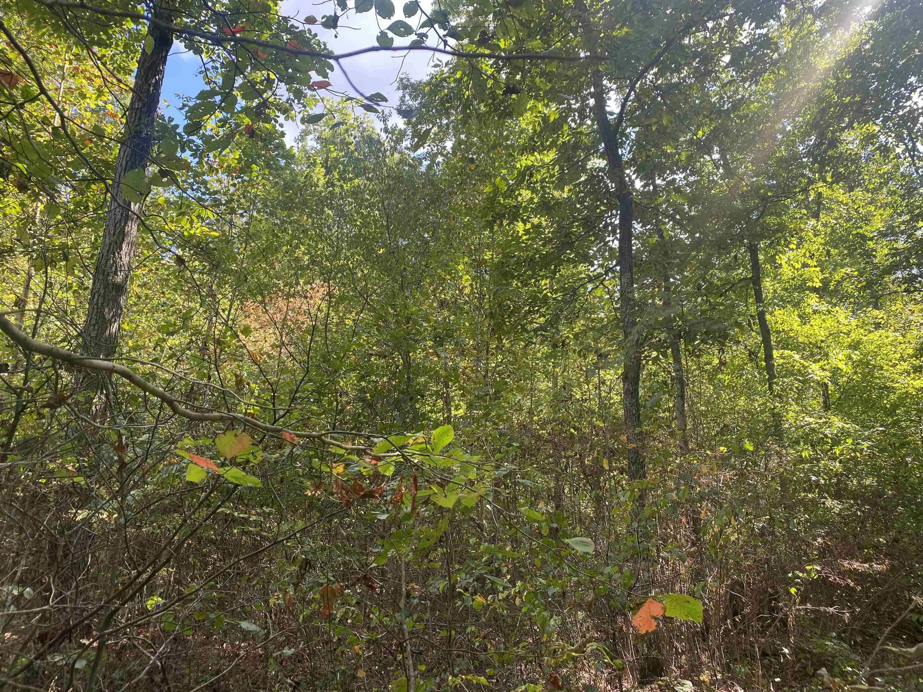 1 Simmons Branch Road Waynesboro, TN 38485 - Photo 19 of 29 a view of a tree