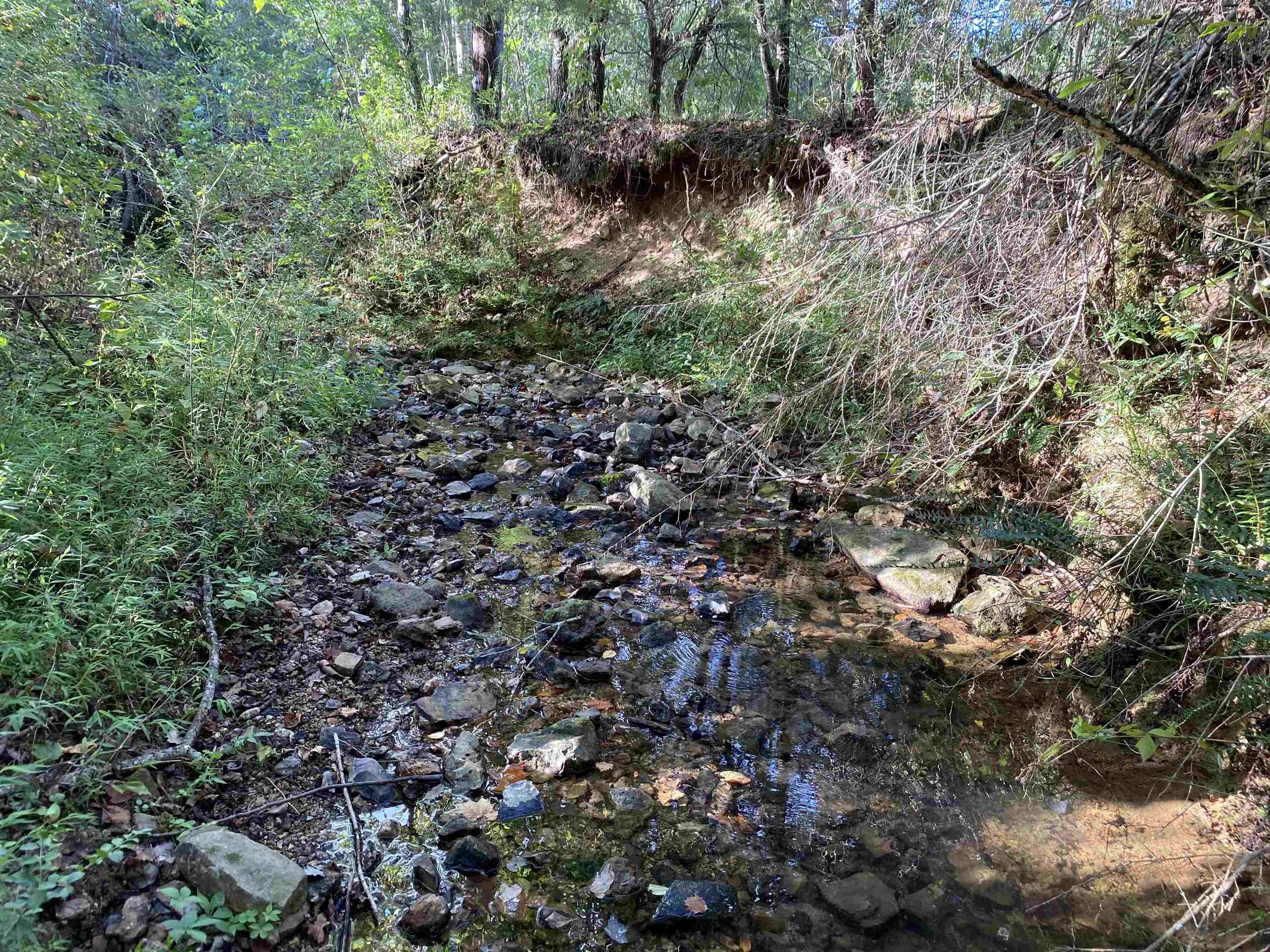 1 Simmons Branch Road Waynesboro, TN 38485 - Photo 27 of 29 a view of a forest with a tree