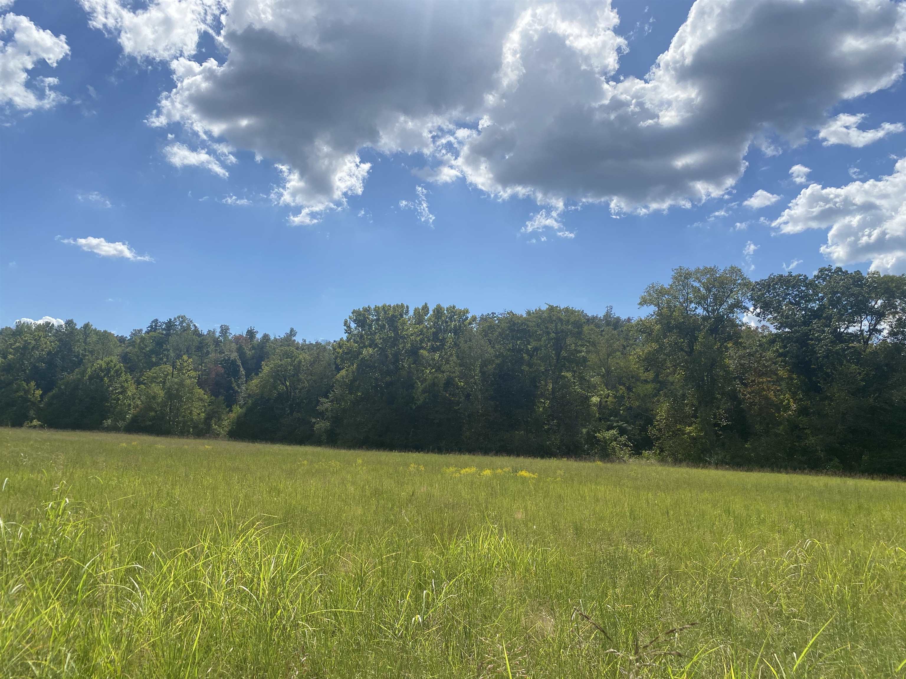 1 Simmons Branch Road Waynesboro, TN 38485 - Photo 7 of 29 a view of a big yard with a large tree