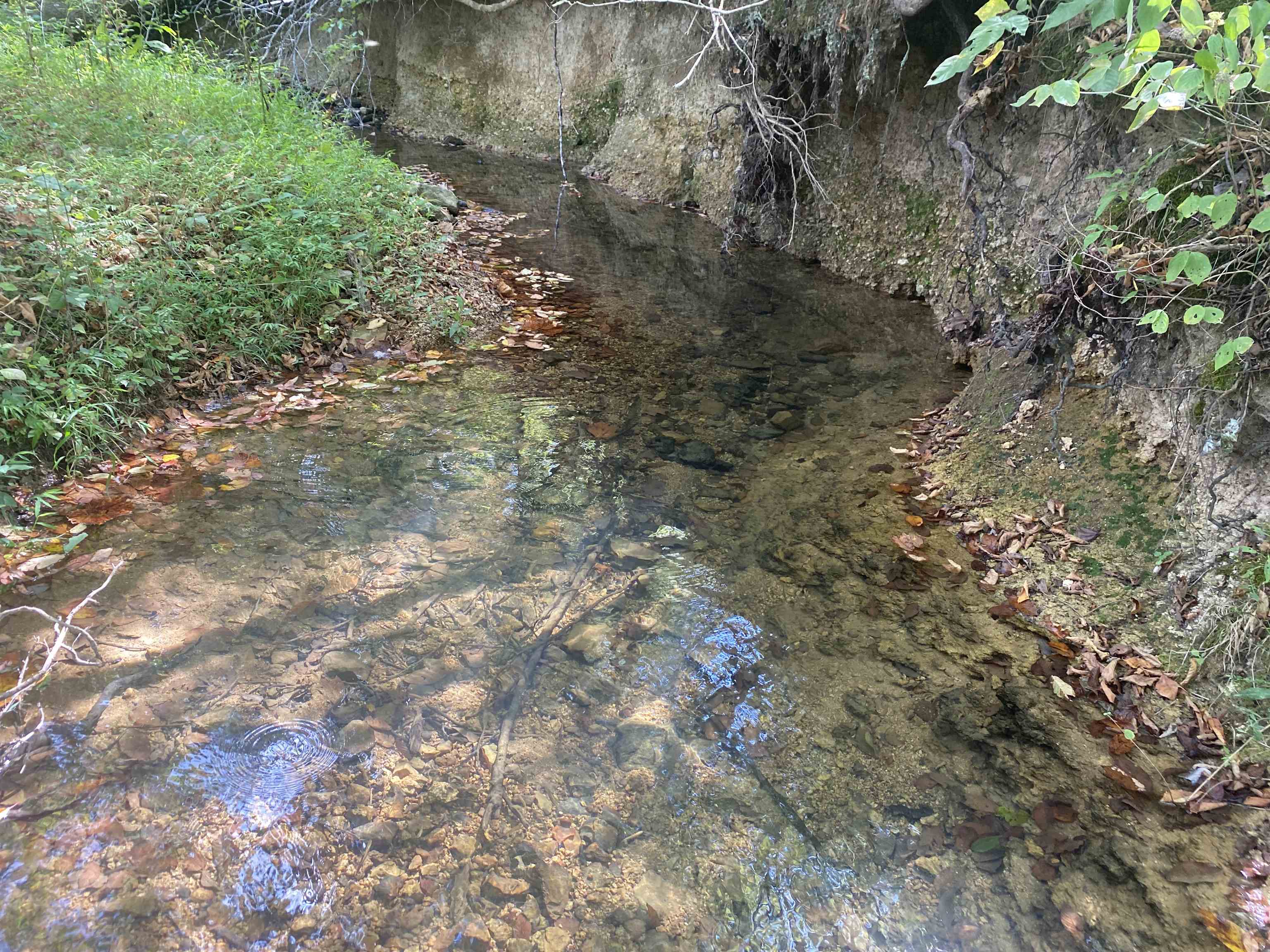 1 Simmons Branch Road Waynesboro, TN 38485 - Photo 8 of 29 a view of a forest with lots of bushes