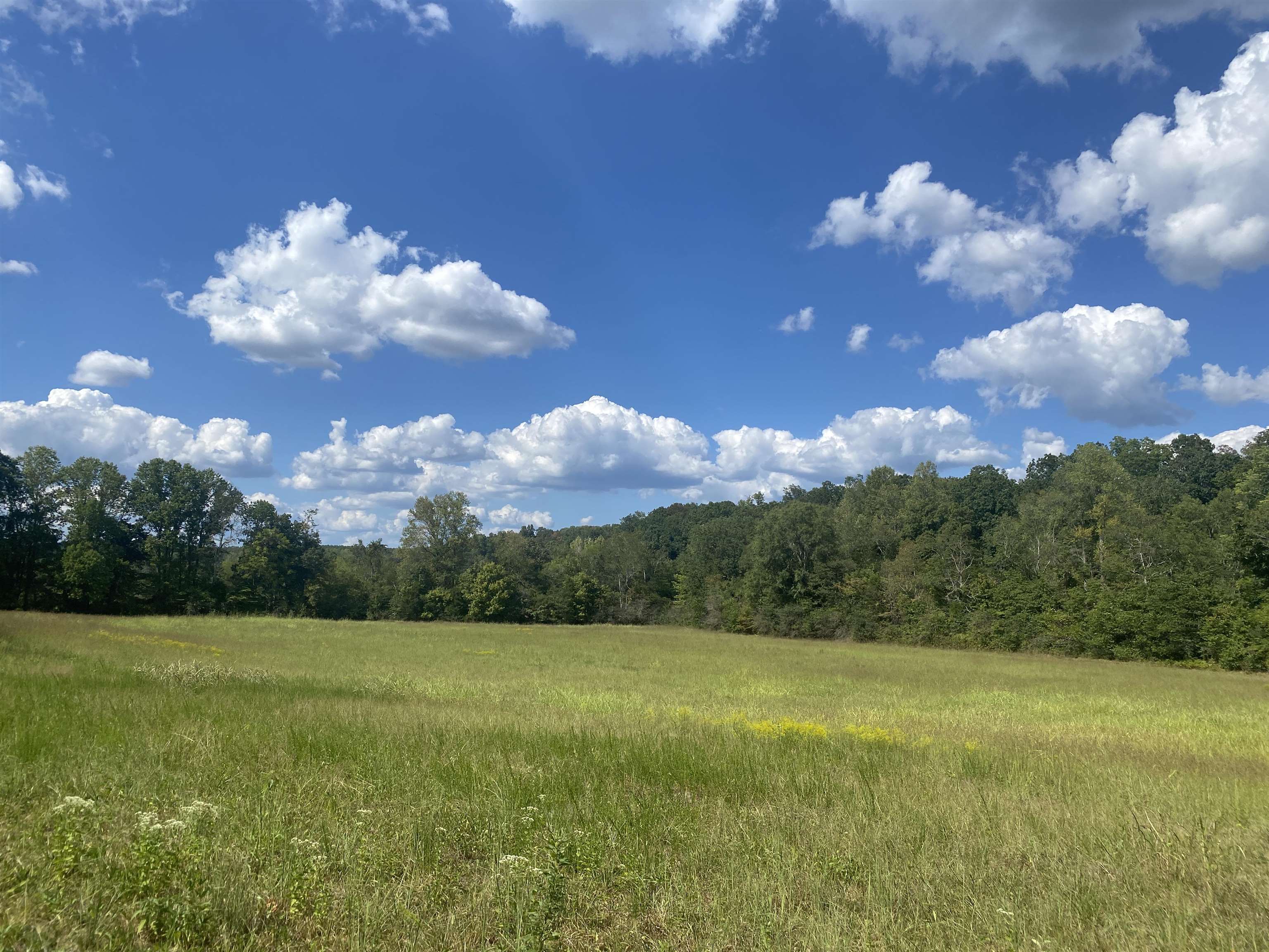 1 Simmons Branch Road Waynesboro, TN 38485 - Photo 9 of 29 a view of a big yard with swimming pool and green space