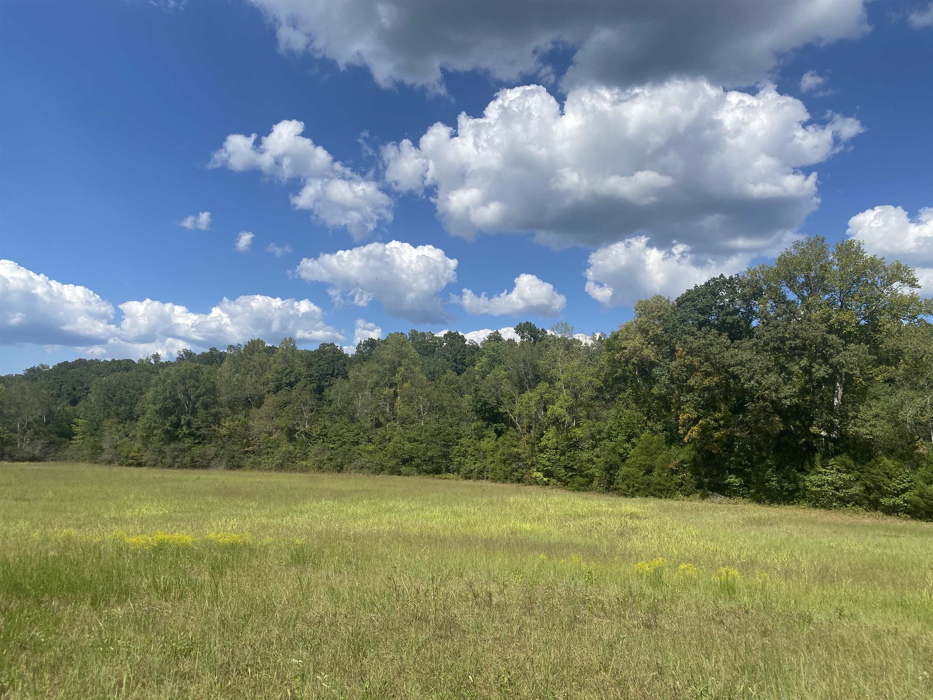 1 Simmons Branch Road Waynesboro, TN 38485 - Photo 10 of 29 a view of a big yard
