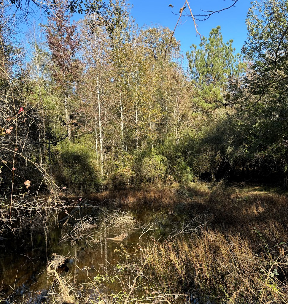 Tbd Possum Trot Road Tylertown, MS 39667 - Photo 4 of 12 Photo 4