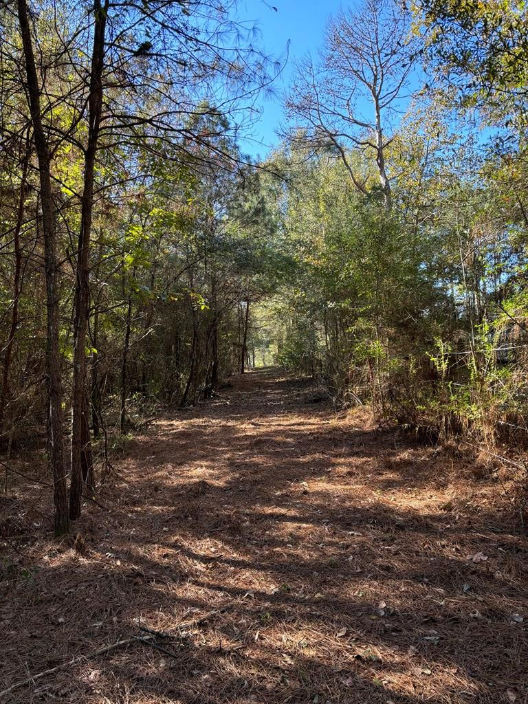 Tbd Possum Trot Road Tylertown, MS 39667 - Photo 7 of 12 Photo 7