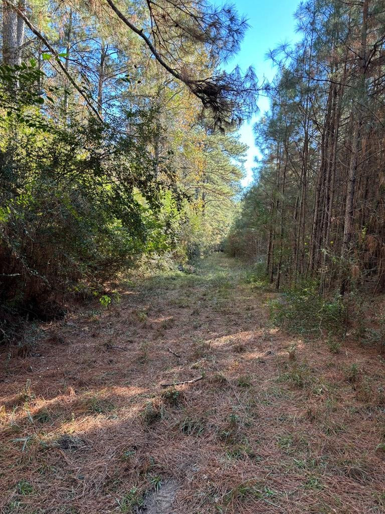 Tbd Possum Trot Road Tylertown, MS 39667 - Photo 8 of 12 Photo 8