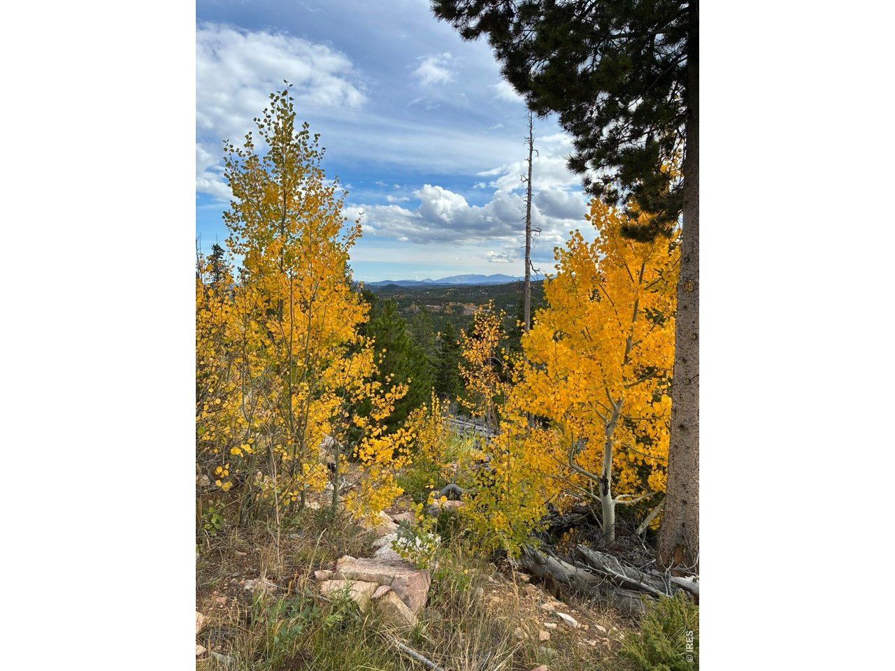 540 Elkridge Road Red Feather Lakes, CO 80545 - Photo 9 of 13