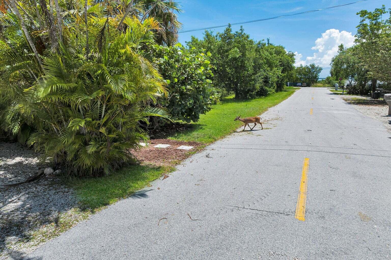 30461 Poinciana Road Big Pine Key, FL 33043 - Photo 9 of 25 20250727133337165033000000-o
