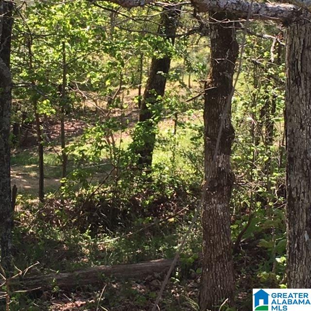 106 County Road, Unit 49836 Mentone, AL 35984 - Photo 10 of 17