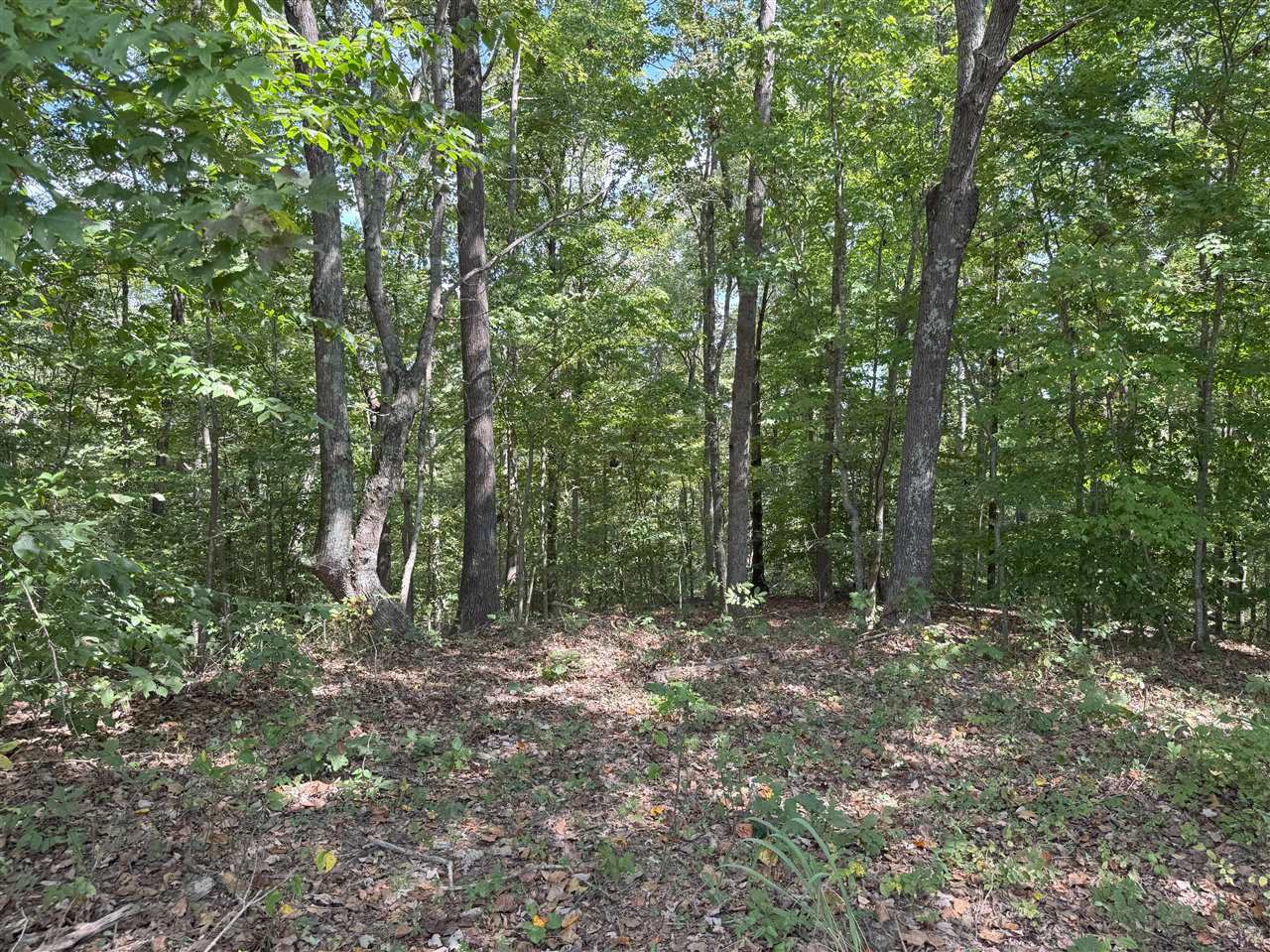 136 Snowbird Lane Bee Spring, KY 42207 - Photo 5 of 8 Gallery Image 5