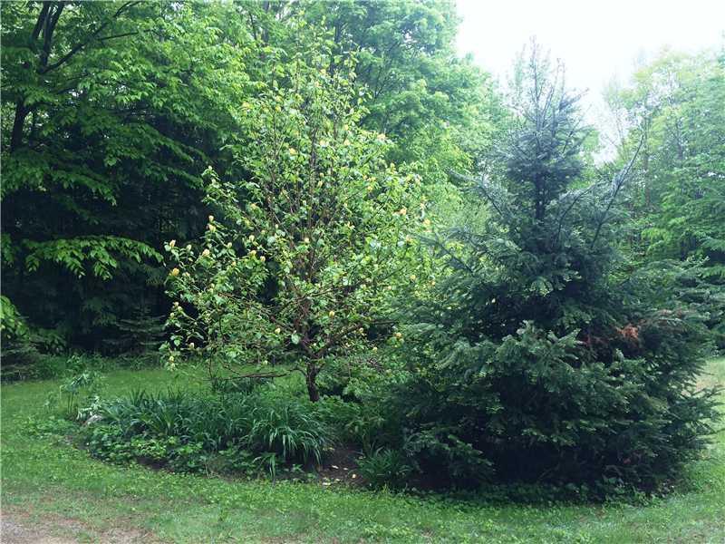 121 Dead River Road Bowdoin, ME 04287 - Photo 24 of 24 Yard/Garden.