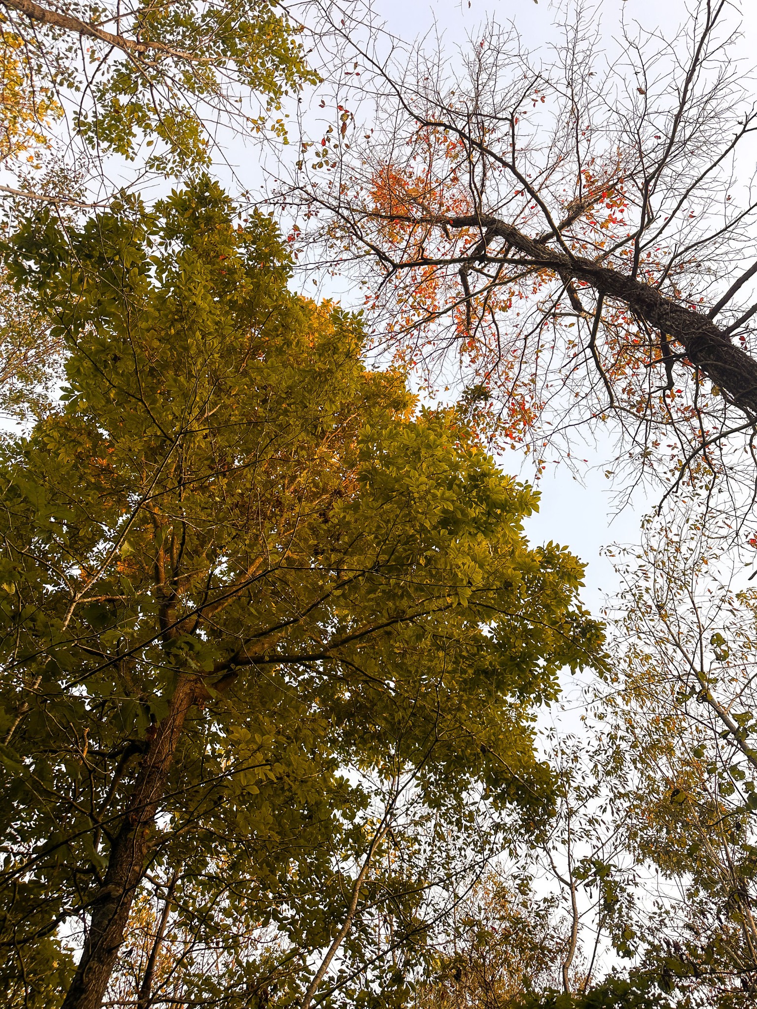 7810 West Lick Creek Road Primm Springs, TN 38476 - Photo 29 of 39 a view of tree
