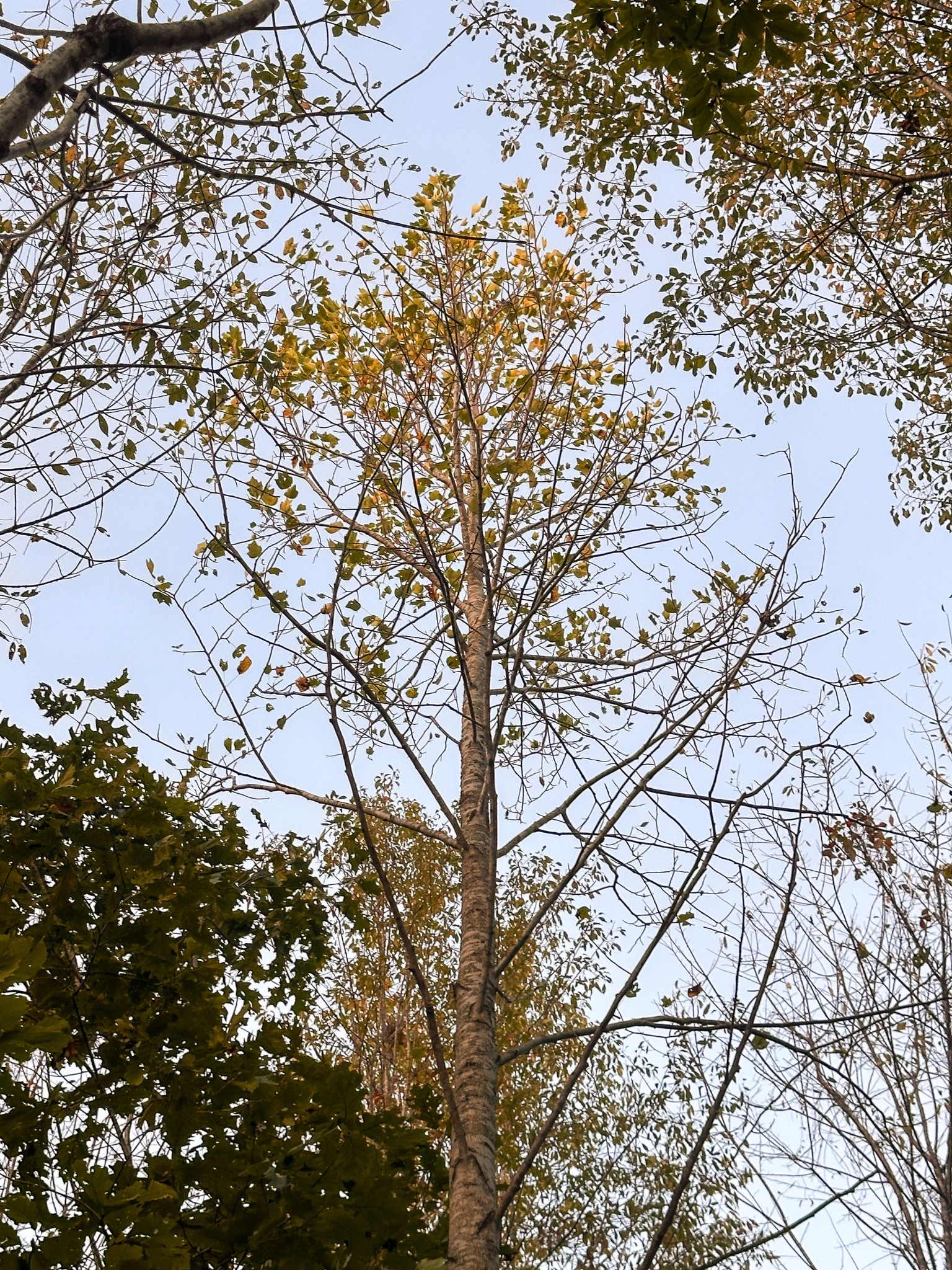 7810 West Lick Creek Road Primm Springs, TN 38476 - Photo 31 of 39 a picture of tree