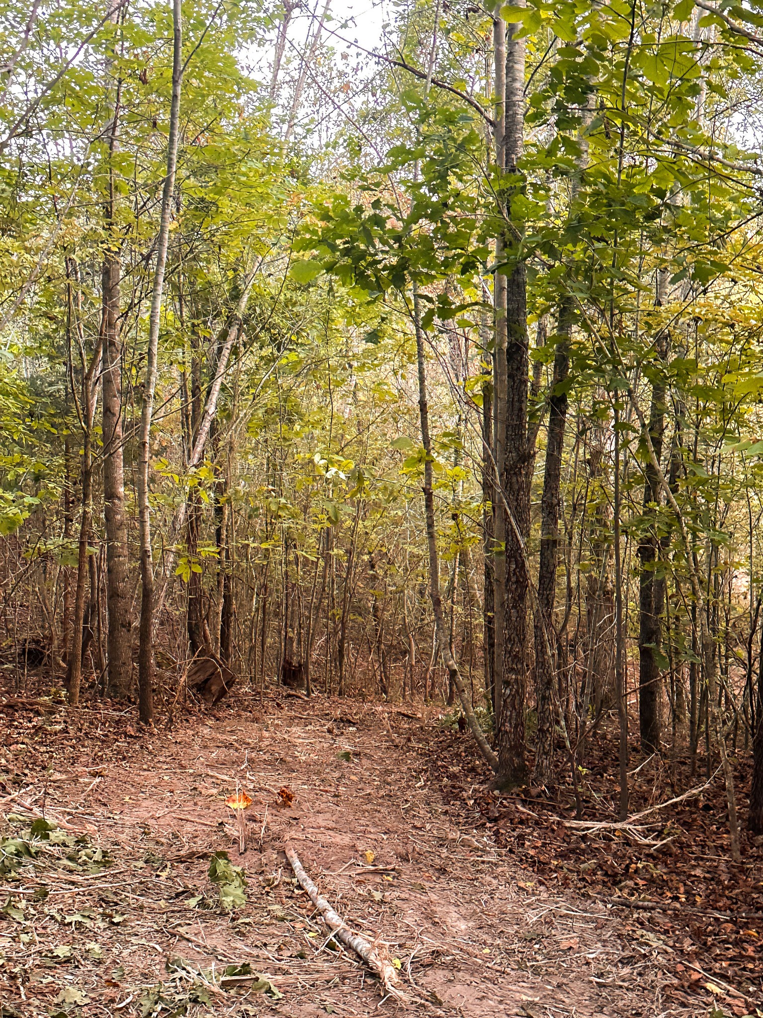 7810 West Lick Creek Road Primm Springs, TN 38476 - Photo 32 of 39 a view of a yard with trees