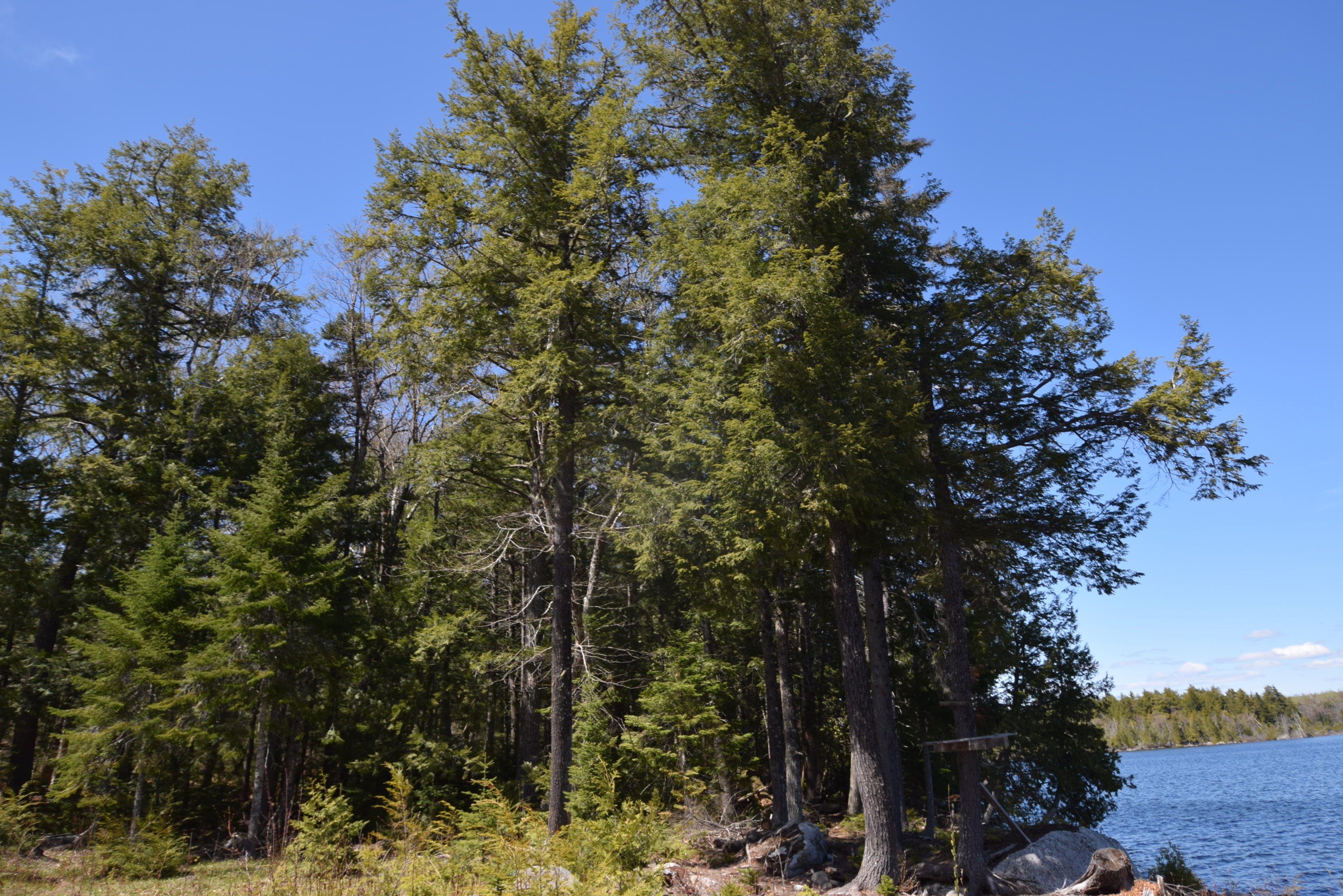 592 Lot Road Weston, ME 04424 - Photo 3 of 15 Wooded lots...