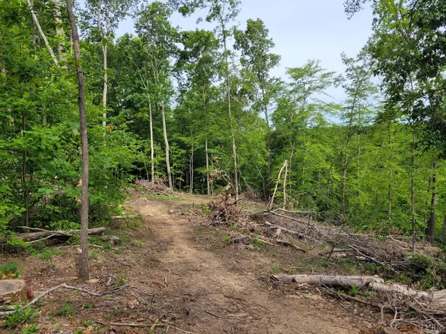 a view of a forest with trees in the background