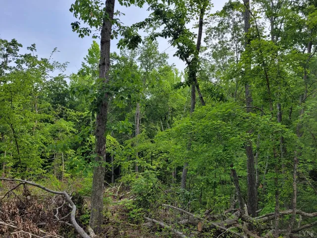 a view of a lush green forest