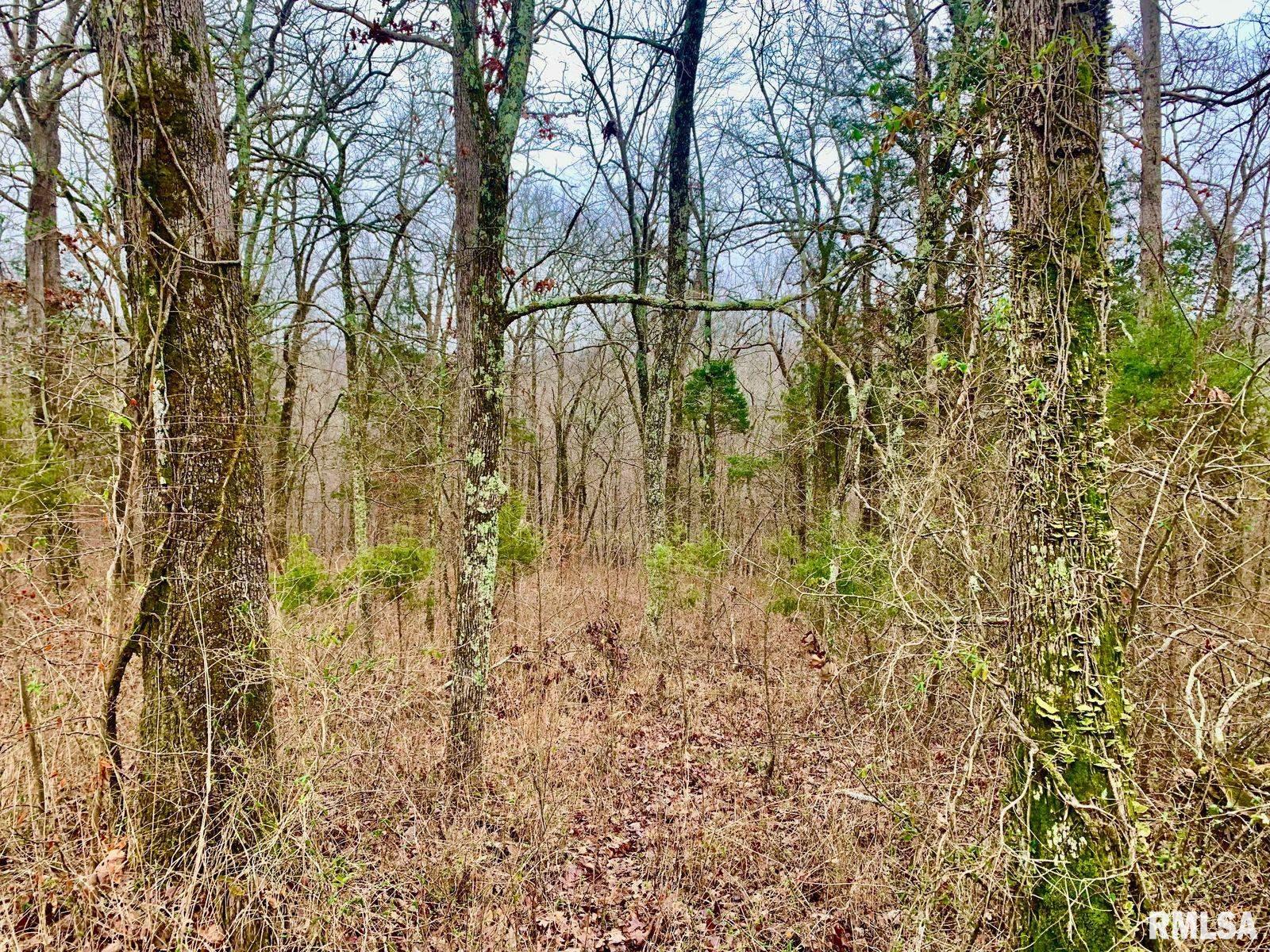 0 Wildman Road Golconda, IL 62938 - Photo 8 of 23 Gallery Image 8