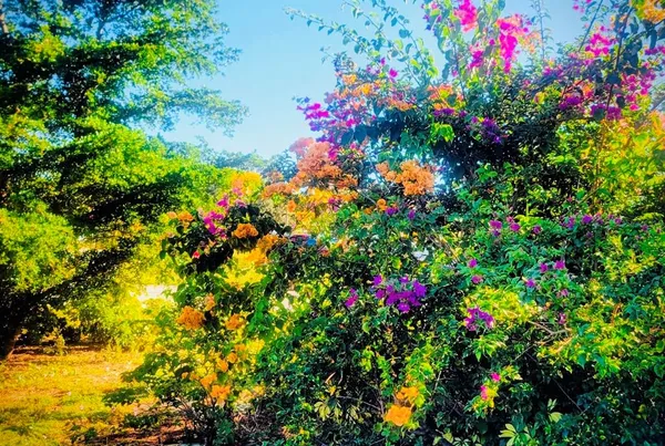 a view of a flower