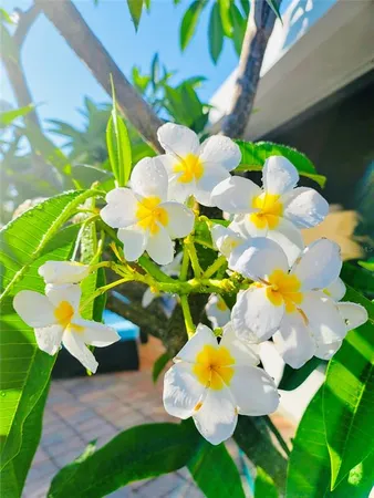 a view of a flower