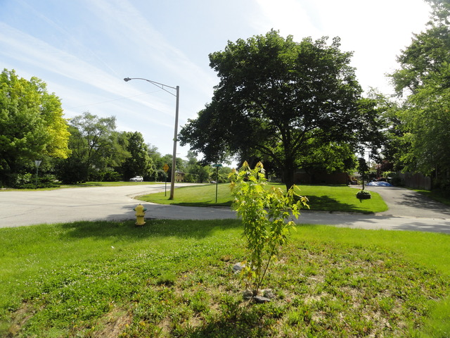 18324 Perth Avenue Homewood, IL 60430 - Photo 8 of 17 a view of a garden with swimming pool