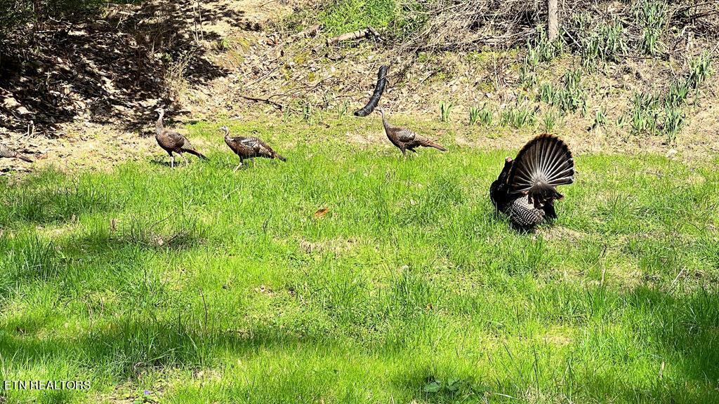 280 Gum Stand Road Sevierville, TN 37876 - Photo 39 of 48 39