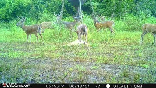 $595,000 | 132 Acres Mol Redwood Ms, Redwood, MS 39156