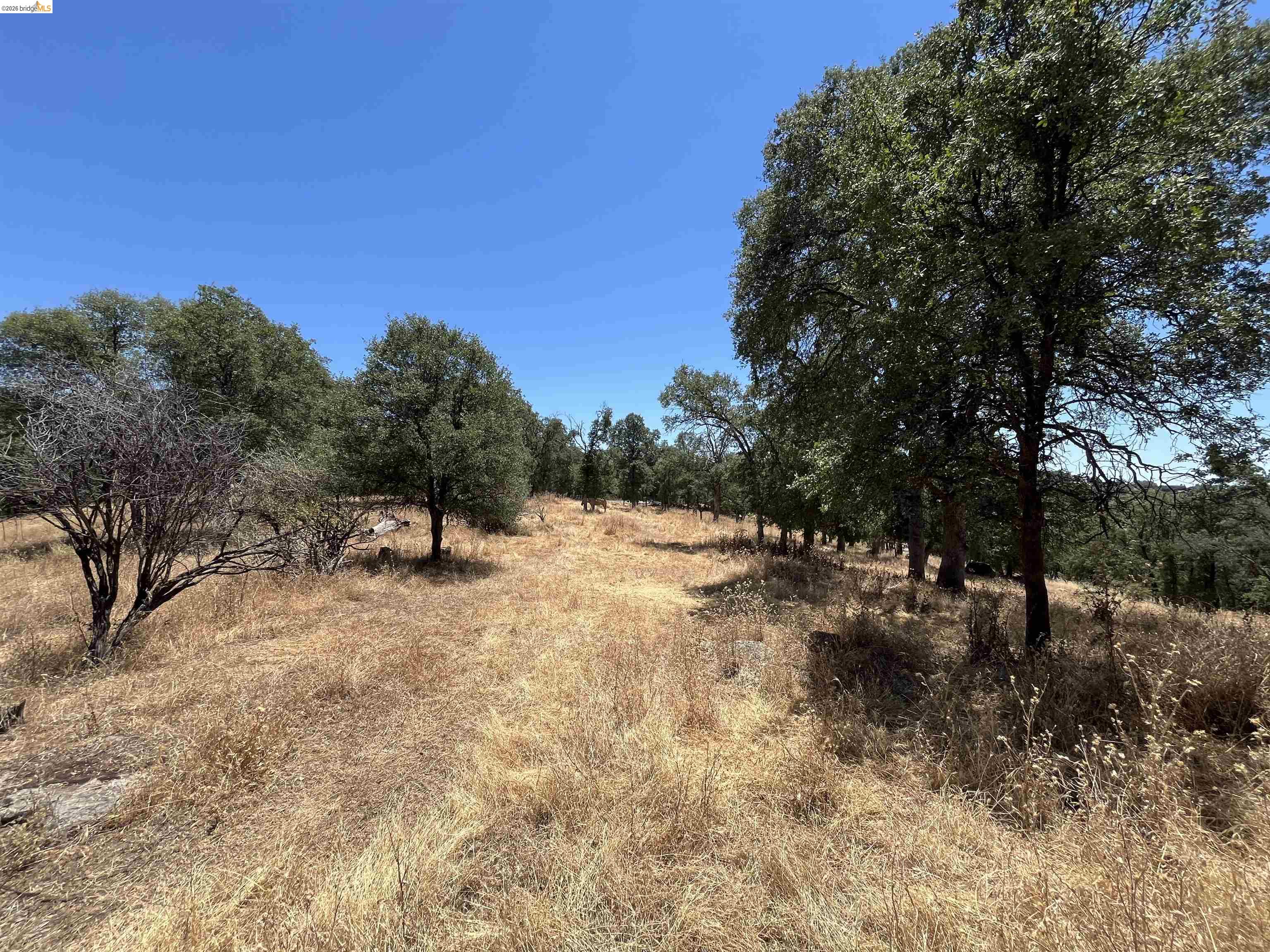 18195 Wards Ferry Road Sonora, CA 95370 - Photo 32 of 67 Expansive undeveloped land featuring mature trees and a clear blue sky