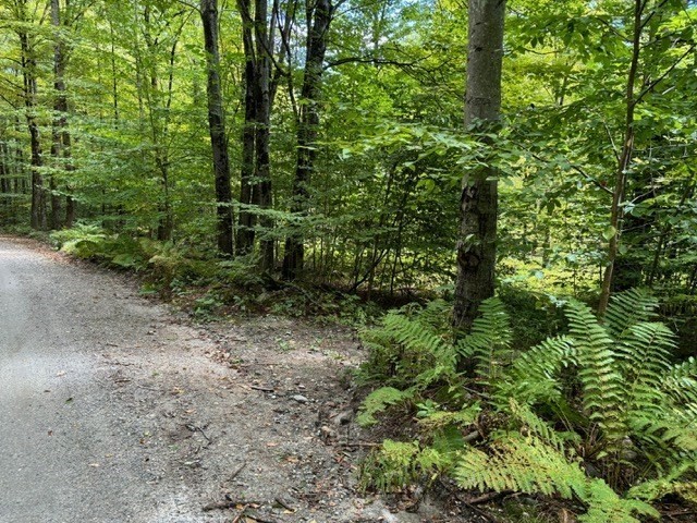 0 Brunelle Road Colrain, MA 01340 - Photo 1 of 7 a view of a yard with plants and large trees