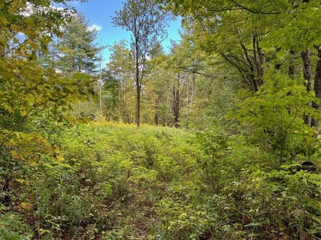 0 Brunelle Road Colrain, MA 01340 - Photo 6 of 7 a view of a yard with a tree