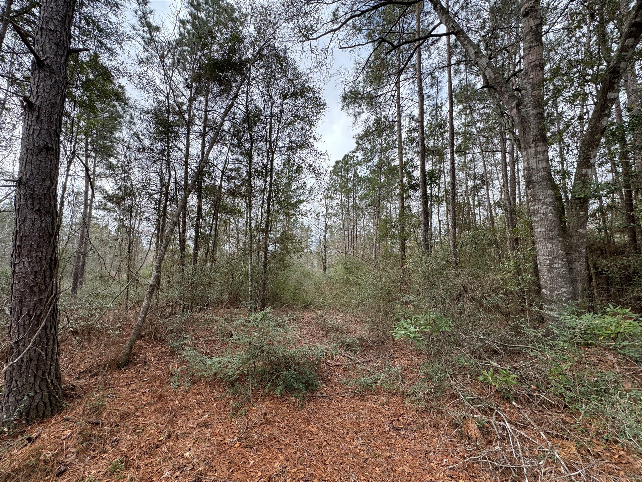 11700 Grand N Road Willis, TX 77378 - Photo 9 of 16 a view of a forest with trees in the background