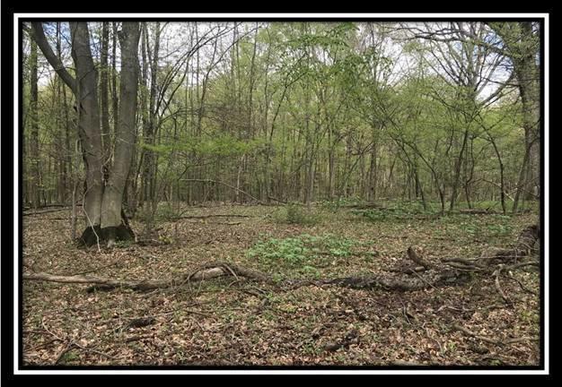 6621 Howard Road Sunbury, OH 43074 - Photo 17 of 22