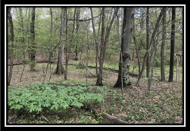 6621 Howard Road Sunbury, OH 43074 - Photo 19 of 22