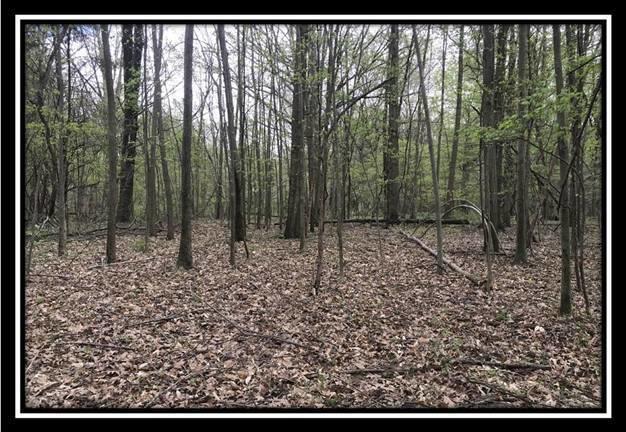 6621 Howard Road Sunbury, OH 43074 - Photo 9 of 22