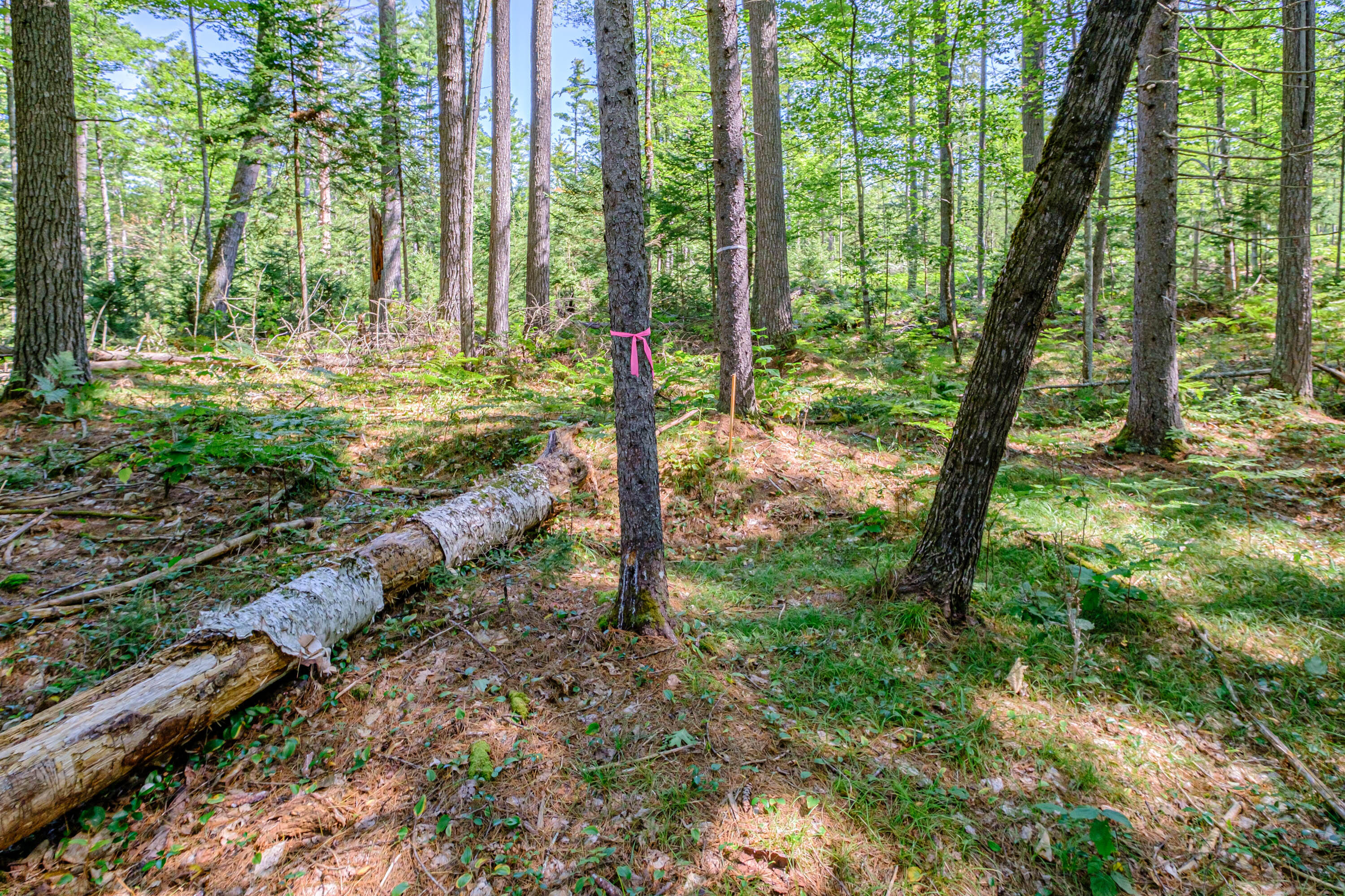 349 East Andover Road East Andover, ME 04226 - Photo 11 of 35 20230831gp-62010