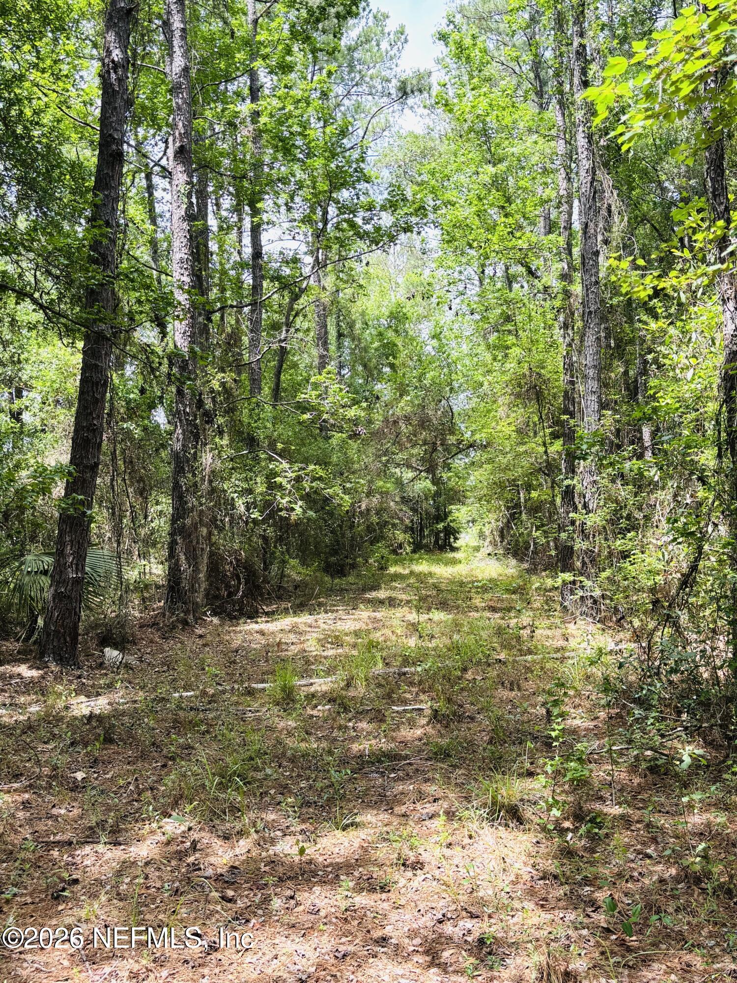 0 Lake Hampton Road Hilliard, FL 32046 - Photo 4 of 23 a view of a yard with a tree