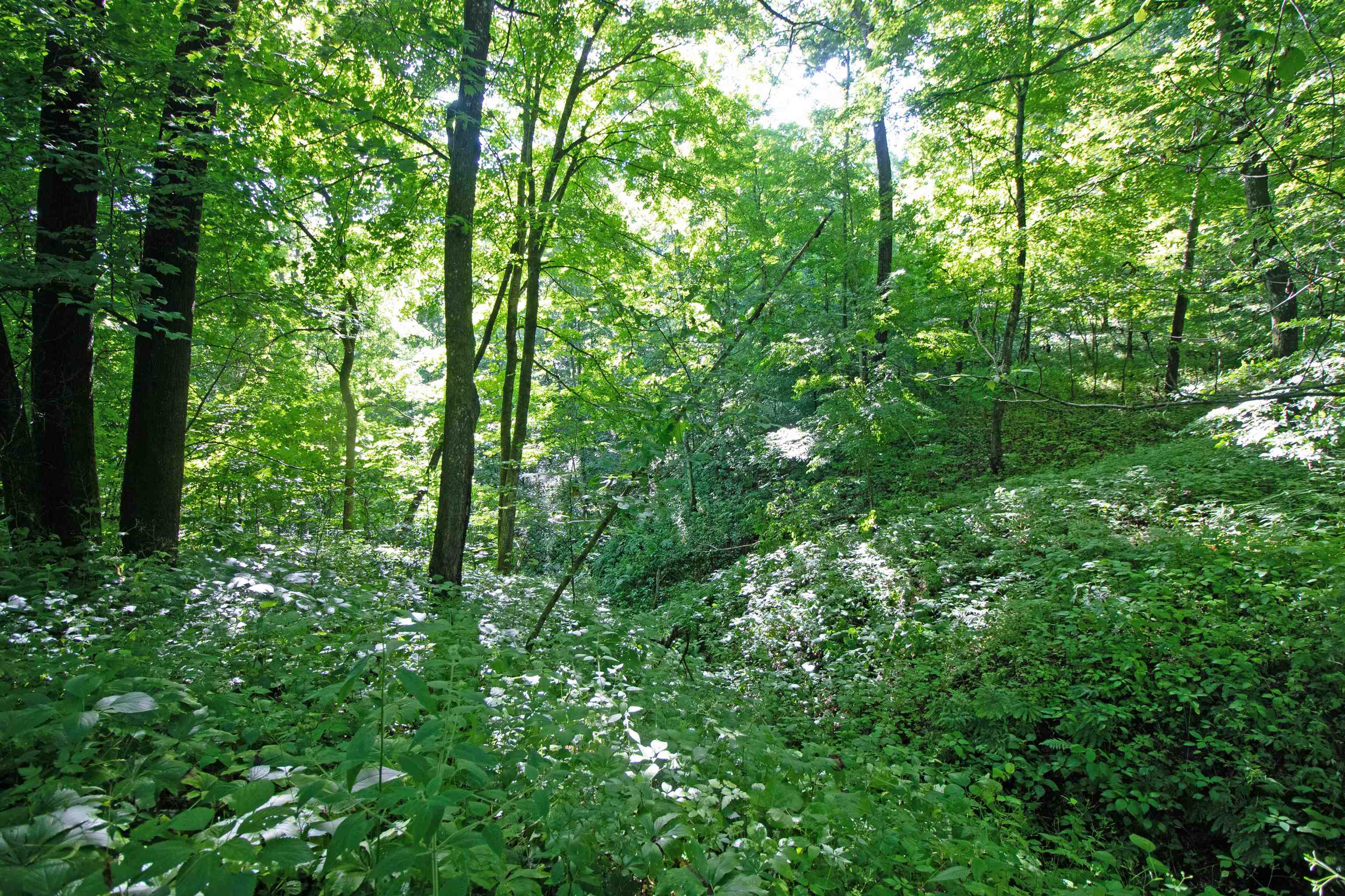 76-acres Skyline Road Blue River, WI 53518 - Photo 24 of 46