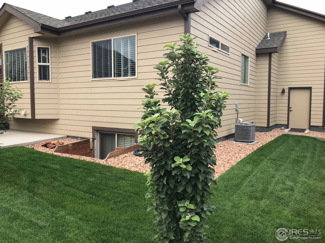 333 Braveheart Road Johnstown, CO 80534 - Photo 28 of 32 Fruit Trees in Backyard