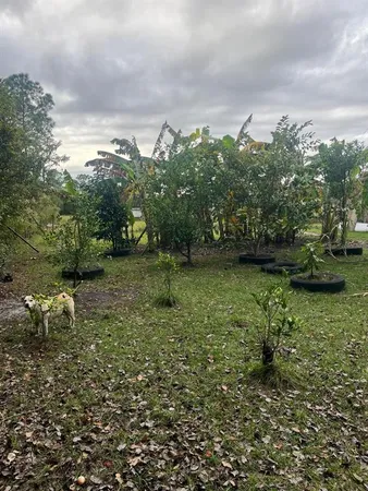 a view of a yard with a tree