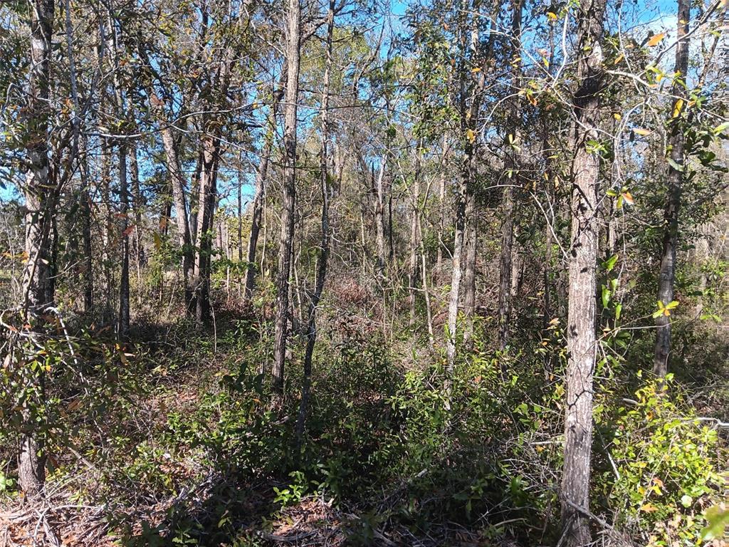 155 Palm Drive Bronson, FL 32621 - Photo 3 of 7 a view of forest