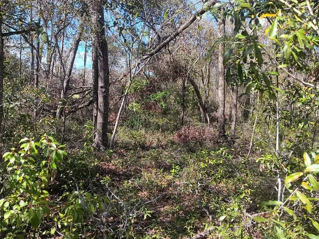 a view of a forest with a tree