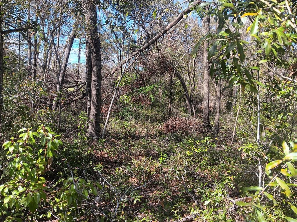 155 Palm Drive Bronson, FL 32621 - Photo 4 of 7 a view of a forest with a tree