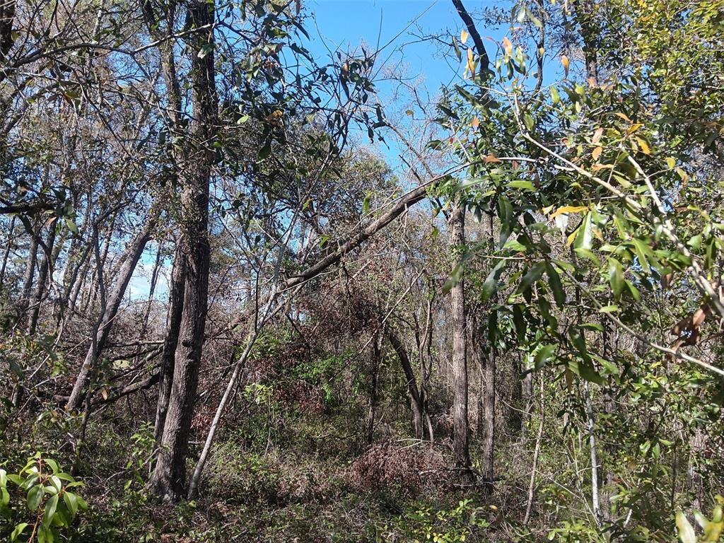 155 Palm Drive Bronson, FL 32621 - Photo 5 of 7 a backyard of a house with lots of trees
