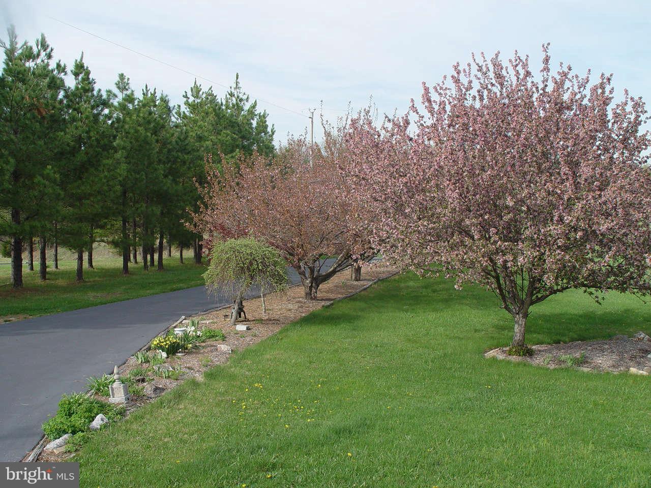 1499 Chestnut Grove Road Winchester, VA 22603 - Photo 14 of 15 Looking down driveway