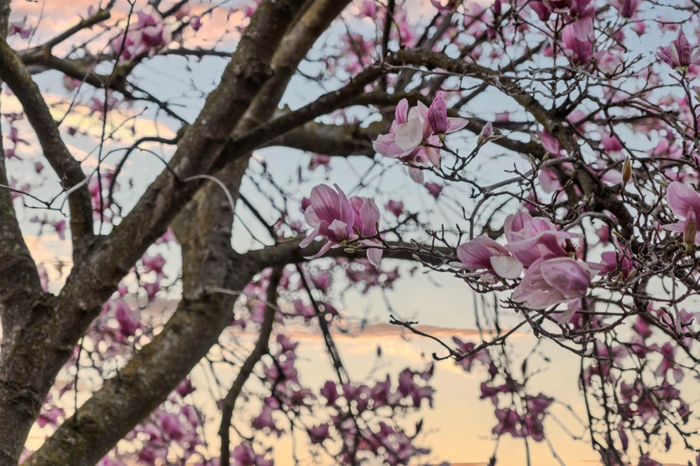 72 Amorok Way Fremont, CA 94539 - Photo 50 of 66