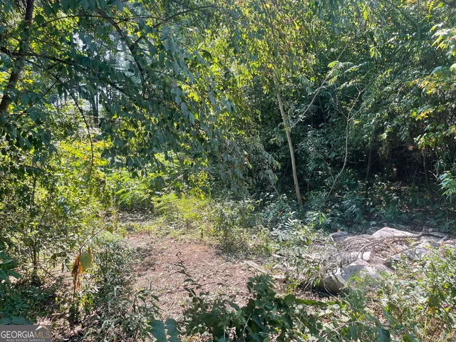 a view of a forest with trees in the background
